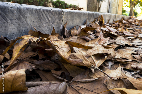 La caduta delle foglie