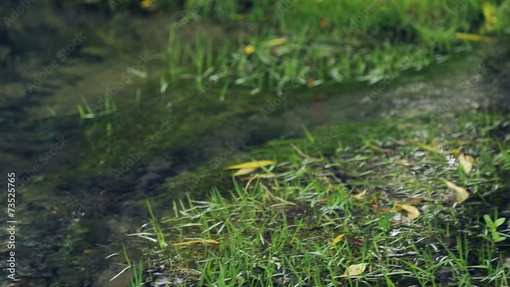 Natural forest creek.Spring-water source, a spring.