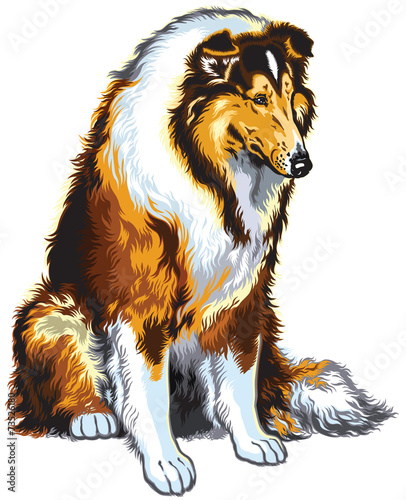 collie