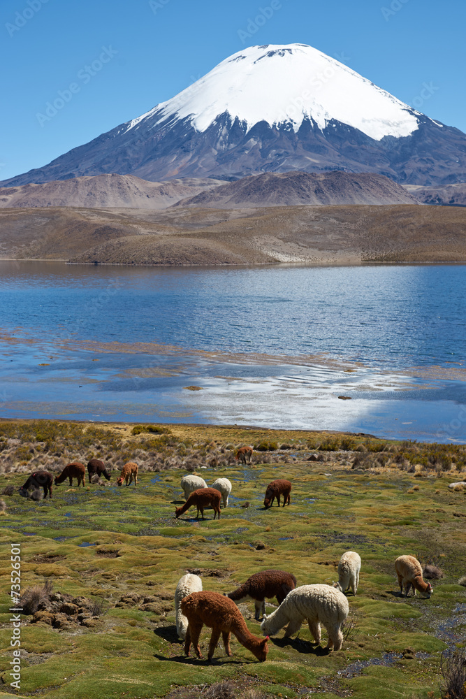 Obraz premium Parinacota Volcano