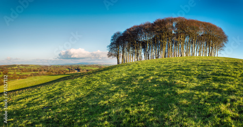 Stand of Beech Trees photo