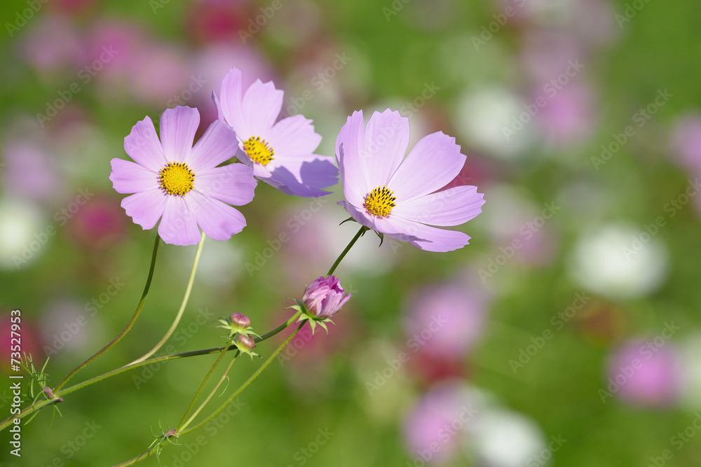 Cosmos flower