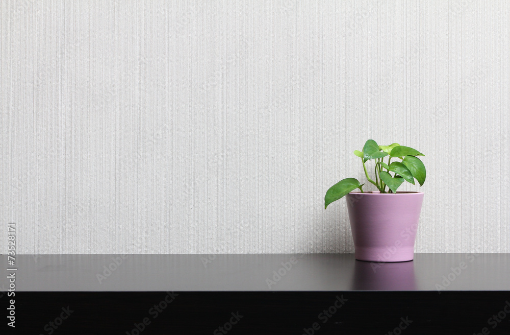 Indoor Ornamental plant on table Indoor Ornamental plant on table