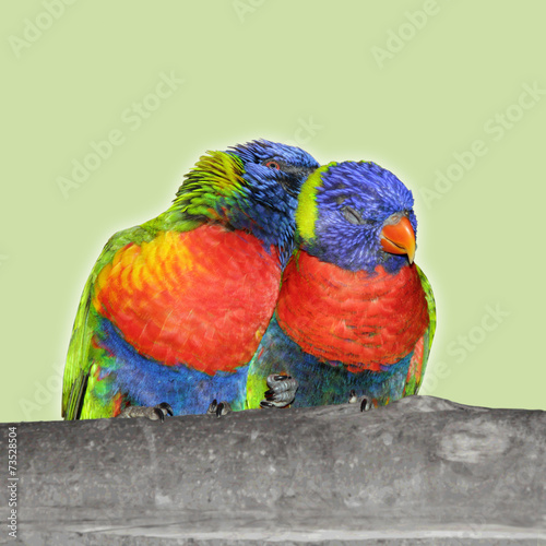 Two birds in love © bwiselizzy