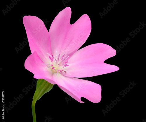 Pink WildFlower with Green Stick Isolated on Black Background