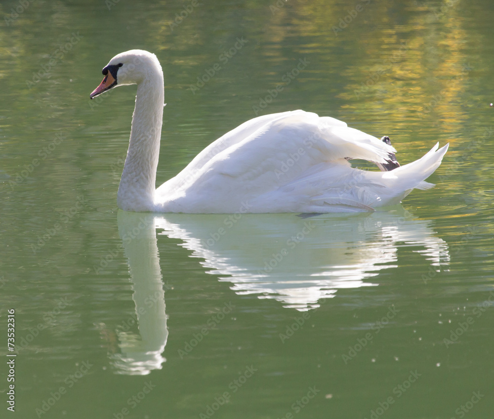 Fototapeta premium white swan on the lake