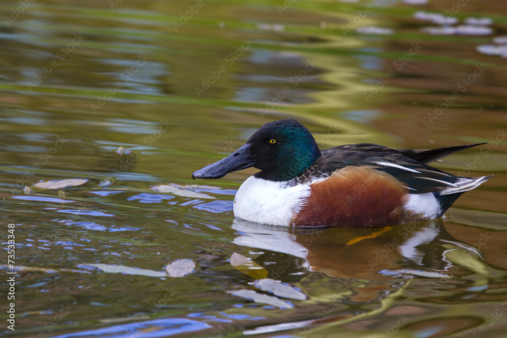Shoveler duck Shoveler duck