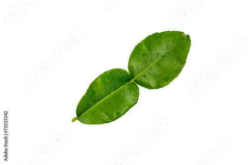 Kaffir lime leaves isolated on a white background