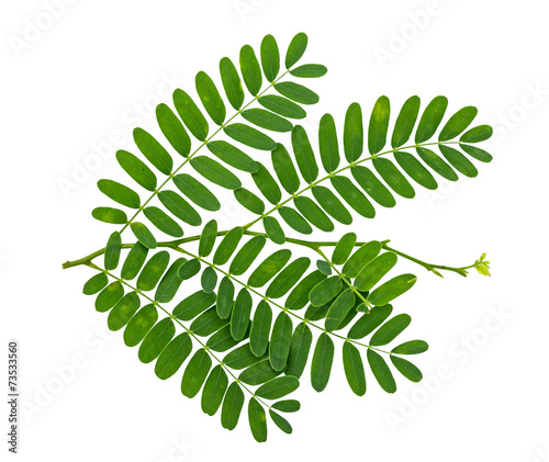 Tamarind leaf isolated on white background