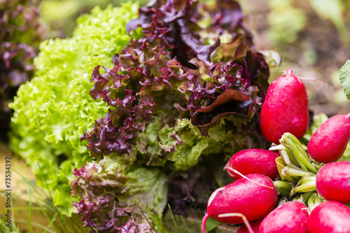 Salat und Radieschen, Salad and cultivated radish