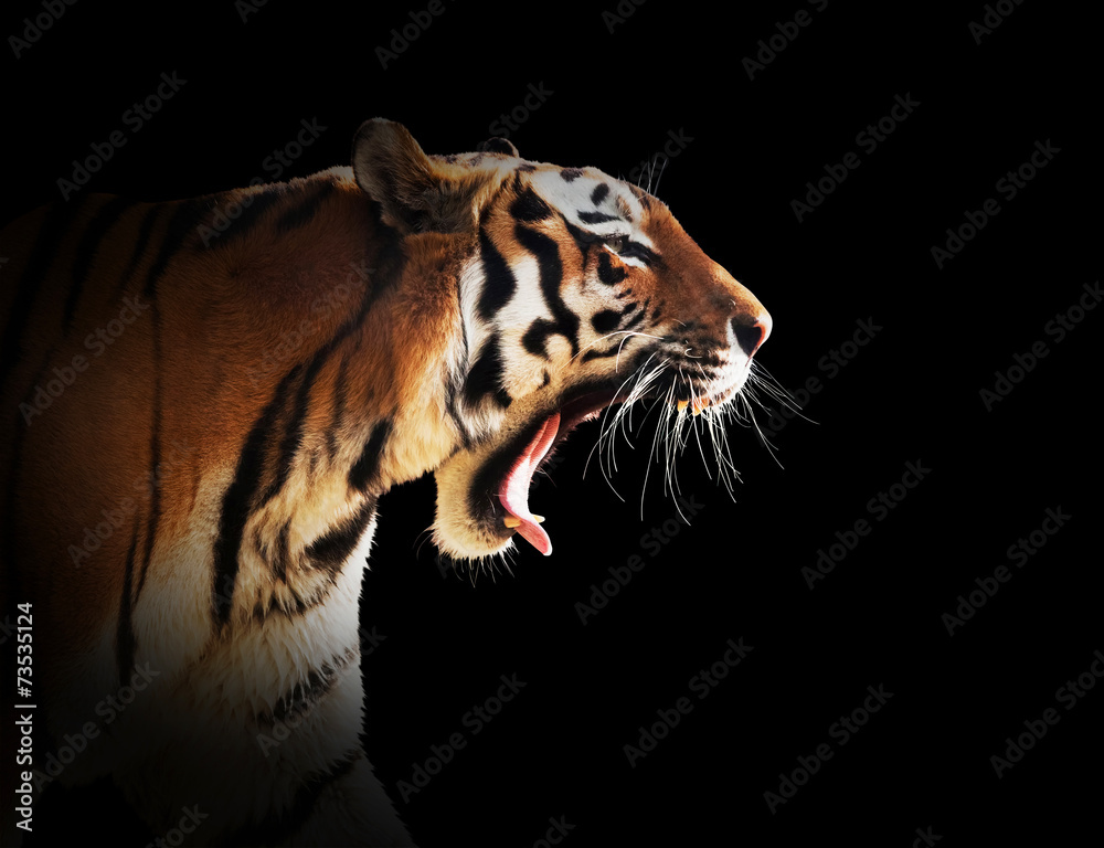 Naklejka premium Wild tiger roaring. Black background.
