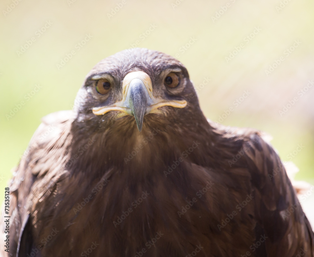 eagle portrait on nature