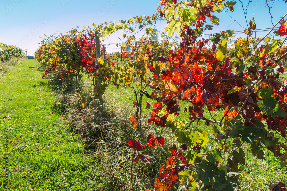 View of vineyard row