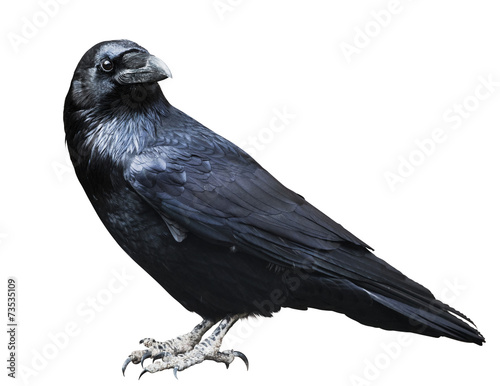 Papier peint Corbeau noir. Oiseau isolé sur blanc.