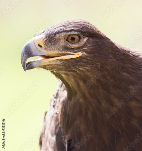 eagle portrait on nature