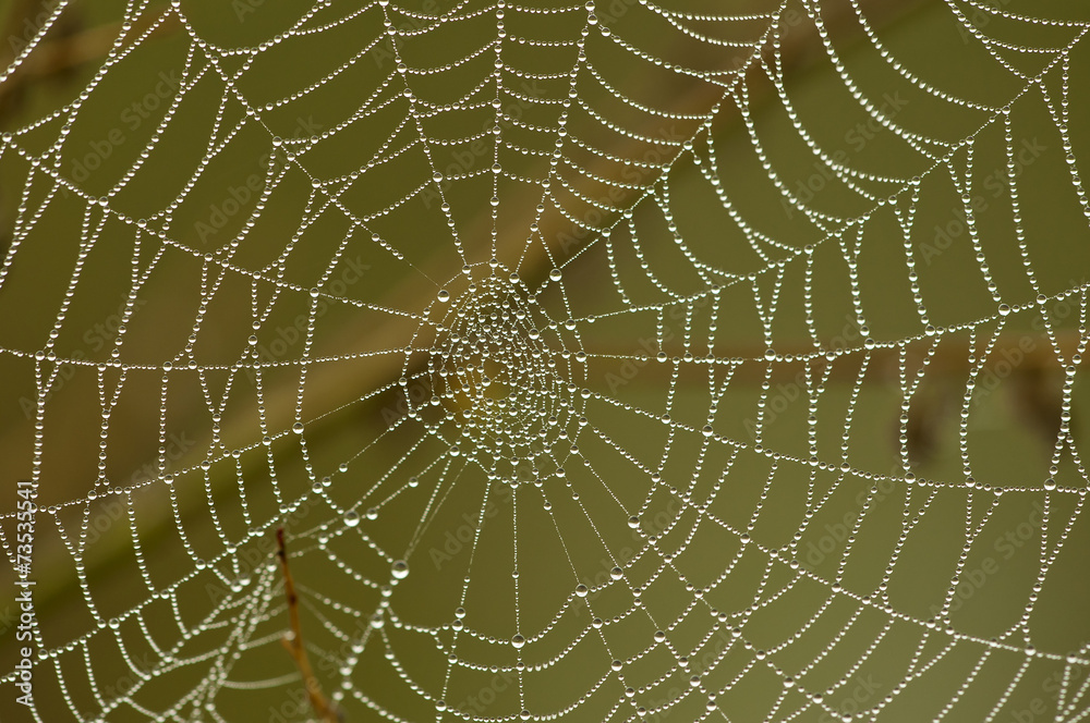 Obraz premium Spider web with water droplets