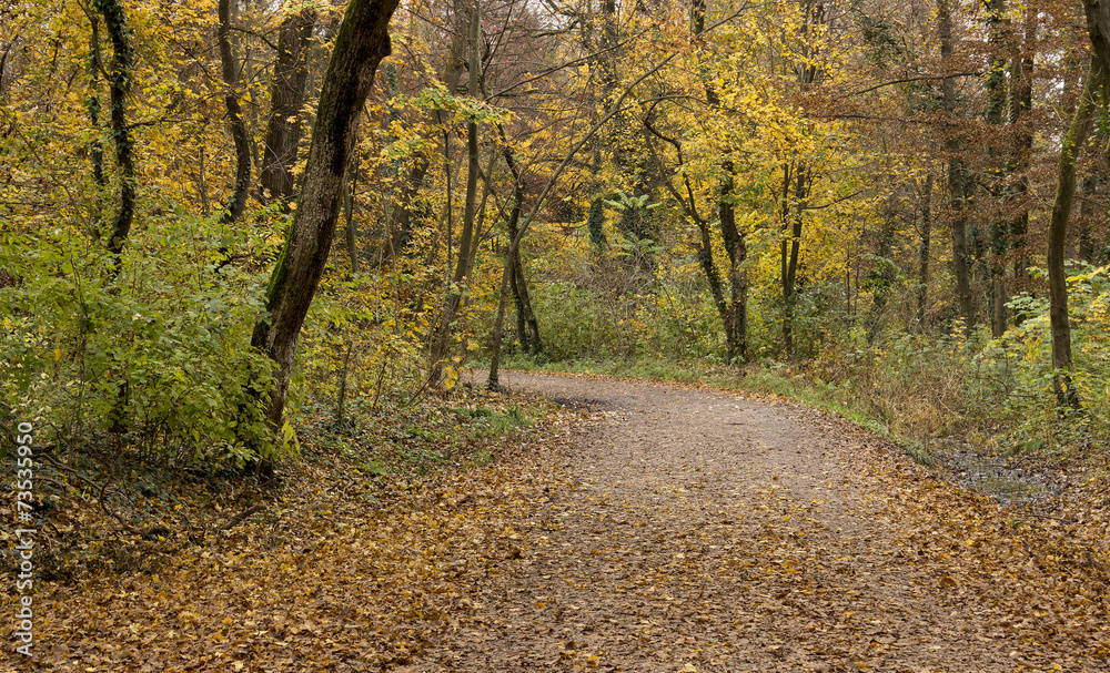 Obraz premium Road through forest covered with leaves