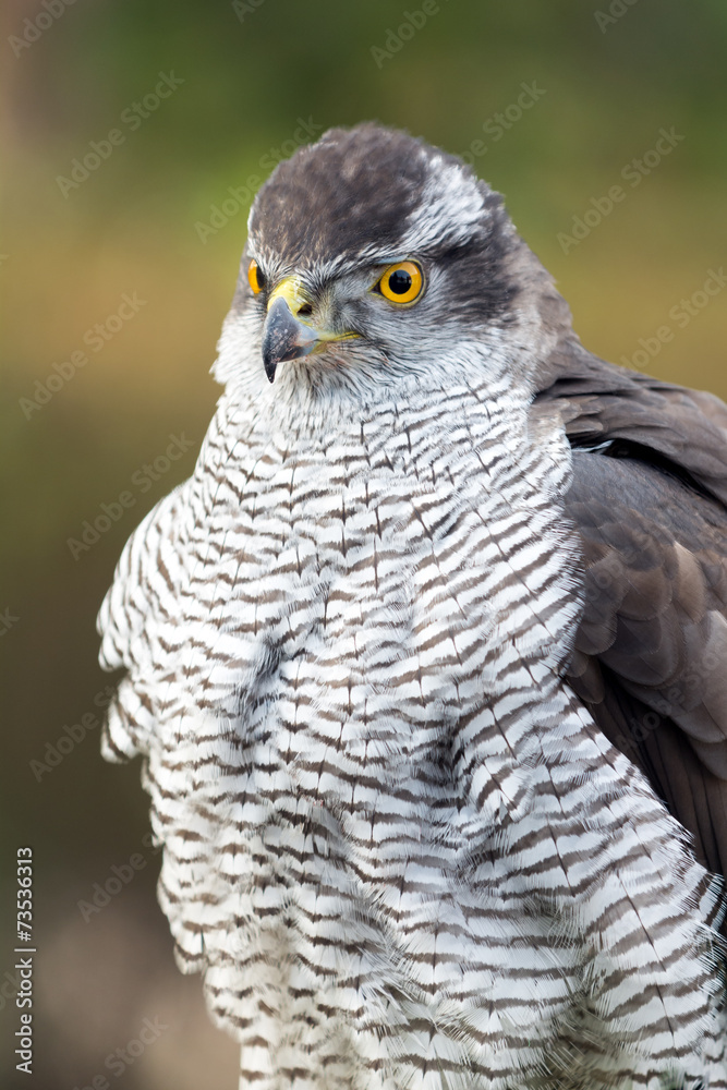 Falcon close up Falcon close up