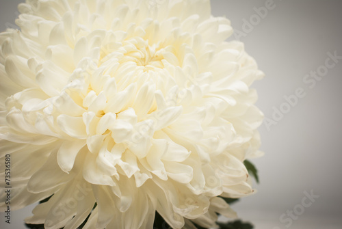 chrysanthemums flower