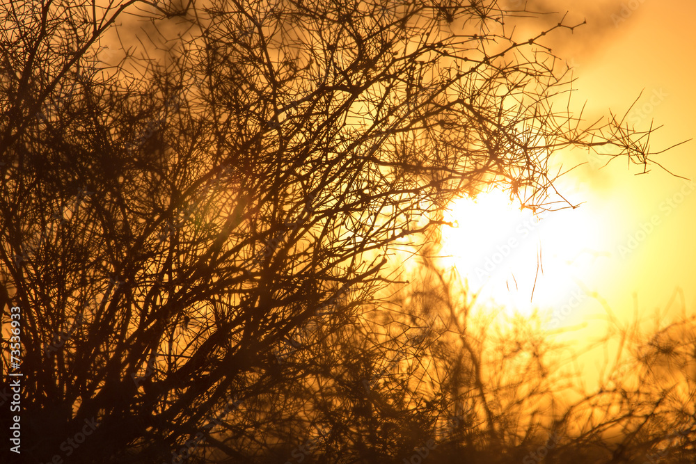 tree on a background of beautiful sunrise