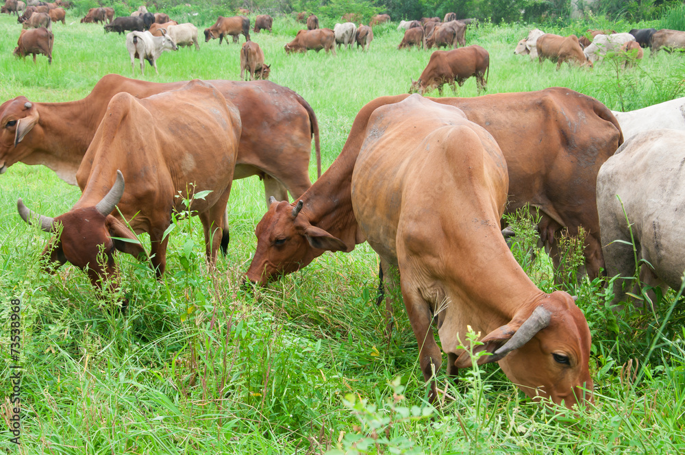 agriculture, cattle, countryside, cow agriculture, cattle, countryside, cow