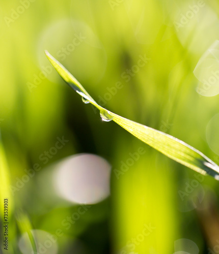Drops of dew on the grass