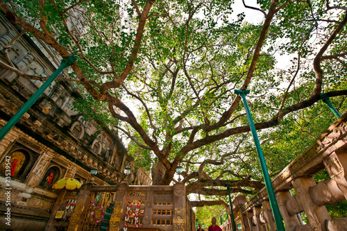 The Bodhi Tree