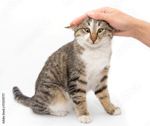 Fotografija caress a cat on a white background
