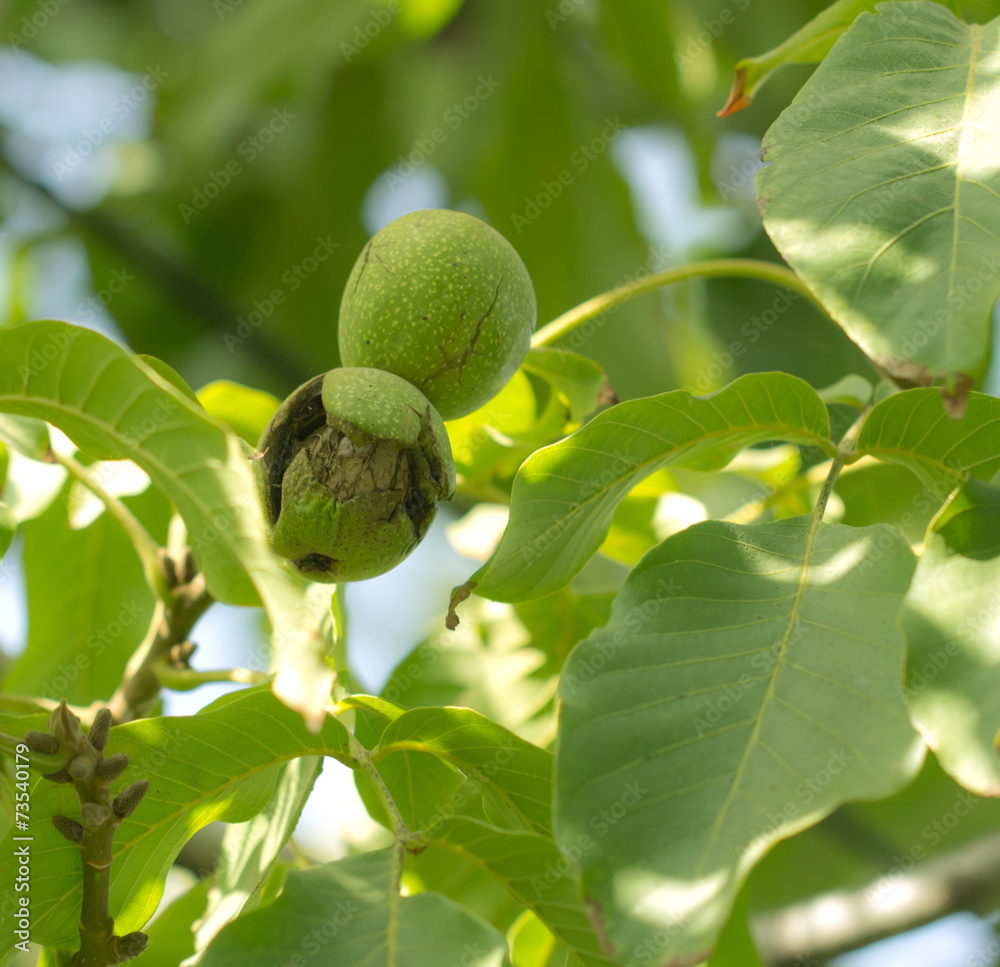 ripe walnuts on the tree ripe walnuts on the tree