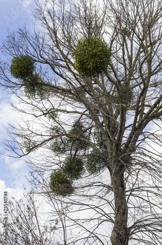 particular tree bare of white poplar and shrubs in the branches