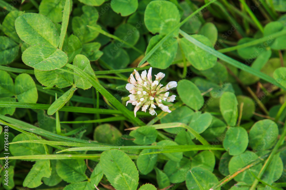 Kleefeld StockFoto Adobe Stock