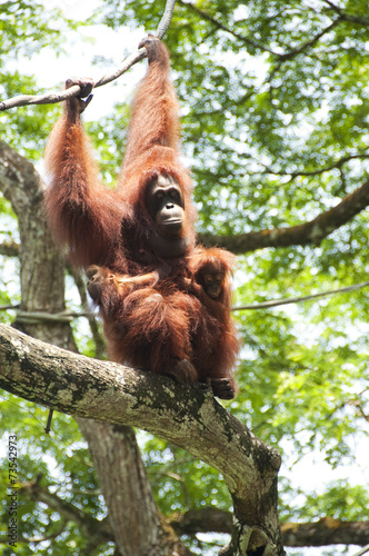 Orangutan and babies