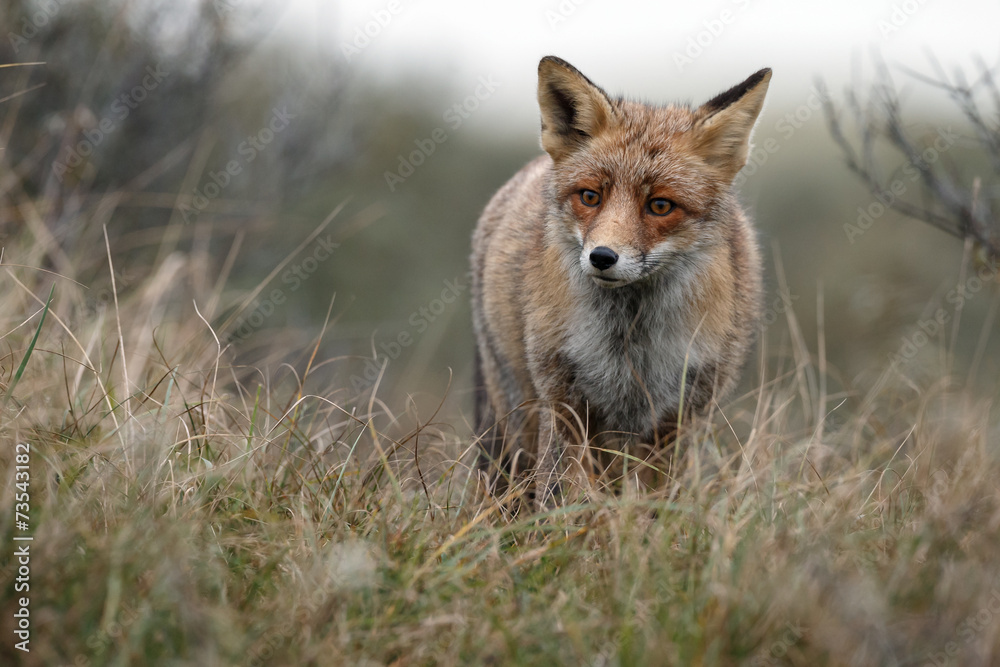 Red Fox Red Fox