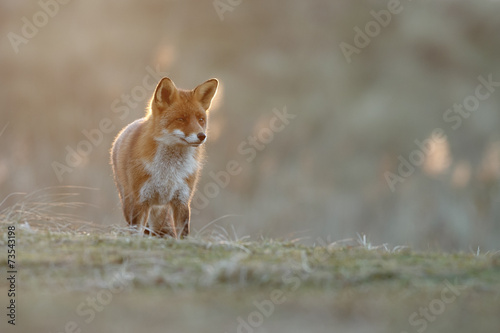 Red Fox in late backlight