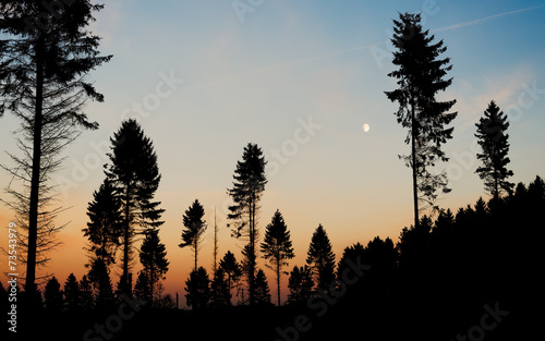 Silhouette of pine trees against a colorful sky at dusk