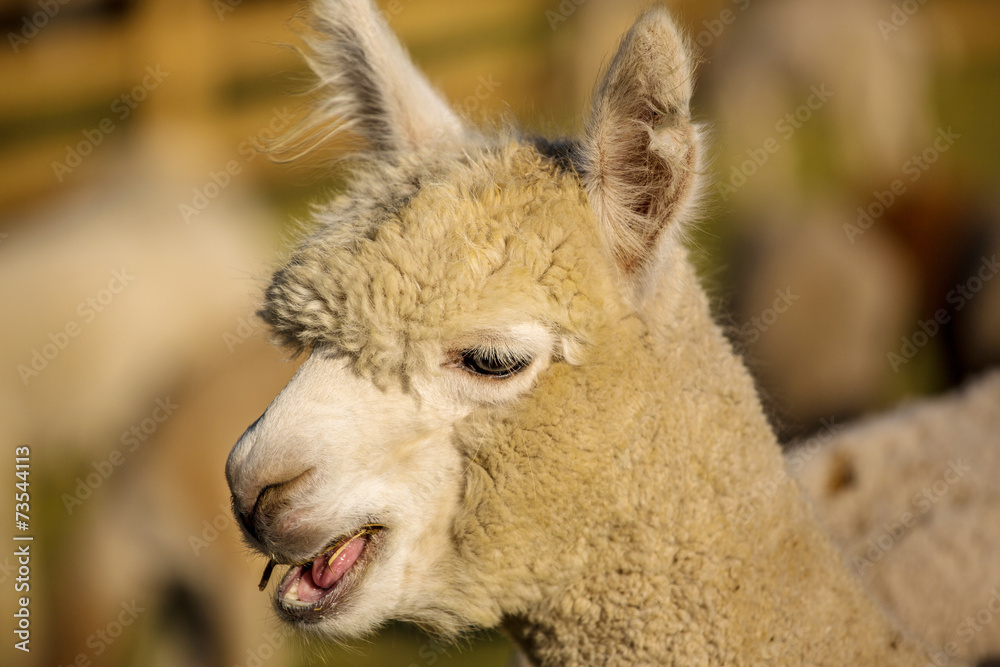 Alpaca Portrait