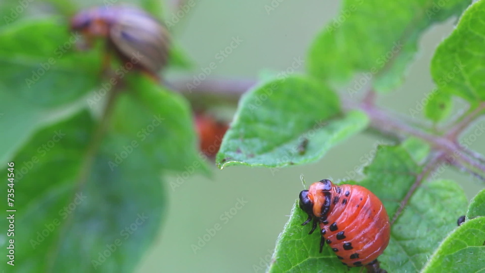 Colorado Potato Beetle, Leptinotarsa Decemlineata Colorado Potato Beetle, Leptinotarsa Decemlineata