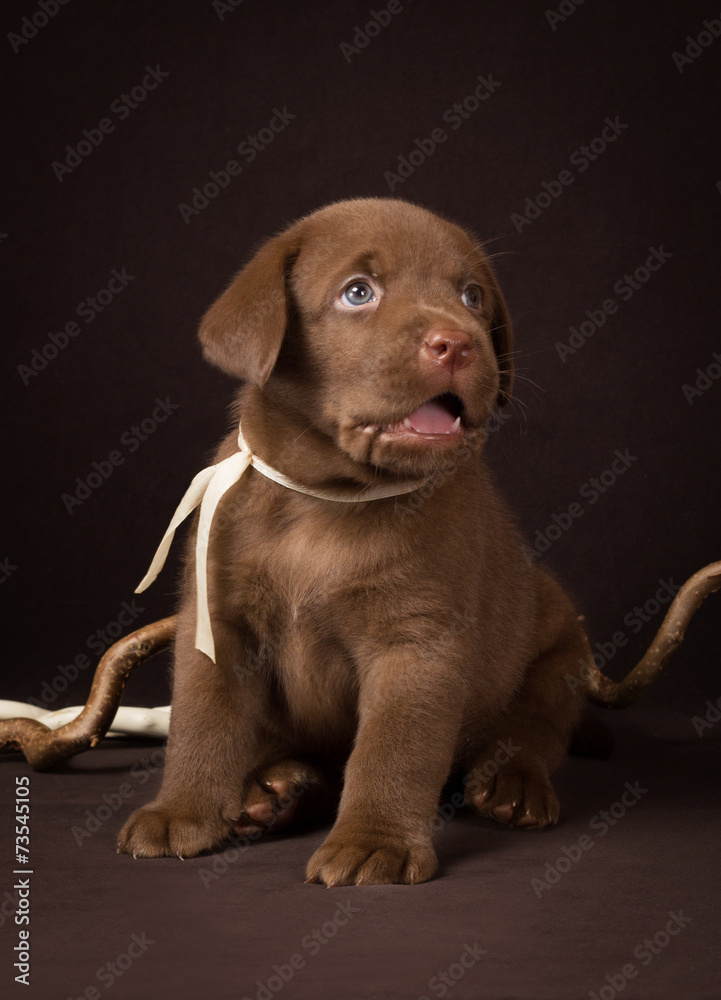 Chocolate labrador puppy sitting on a brown background