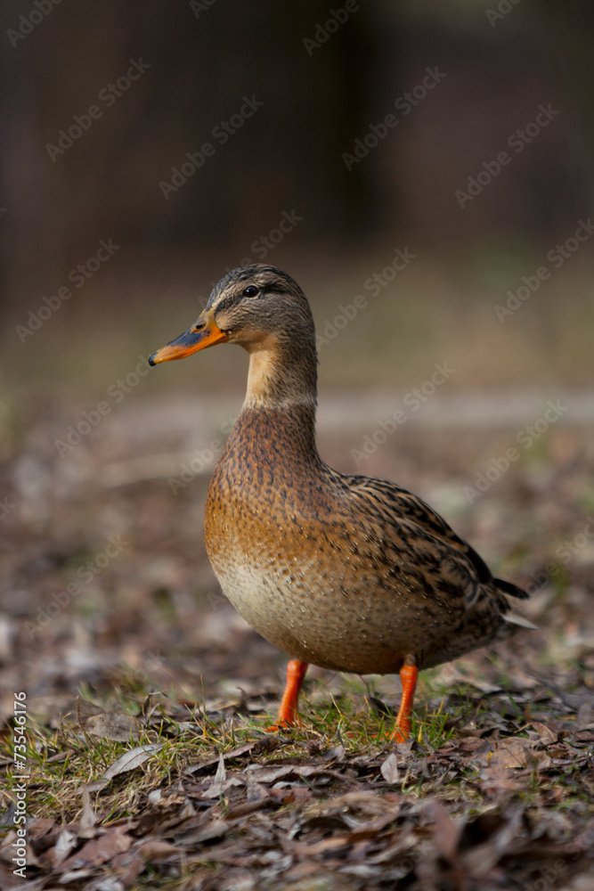 Mallard Mallard