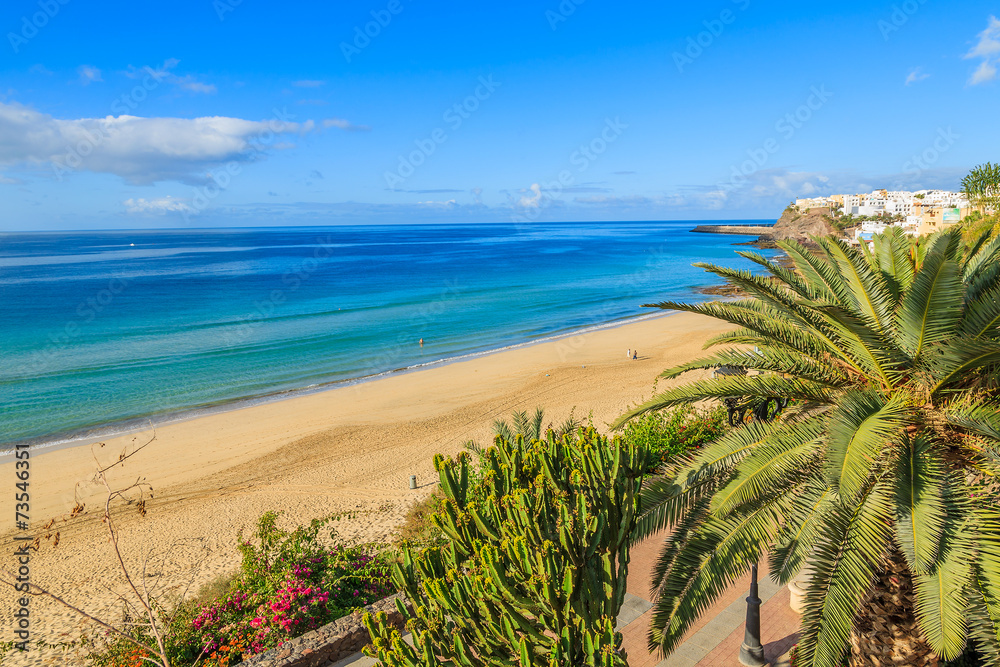 Palm tree on Morro Jable beach promenade, Fuerteventura island