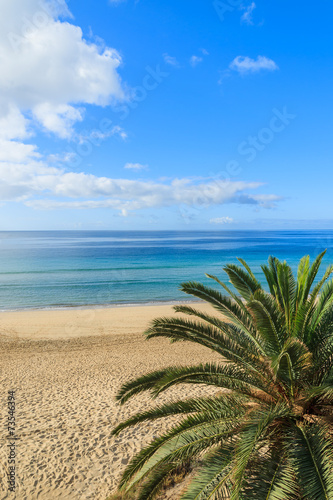 Palm tree on tropical Morro Jable beach, Fuerteventura island