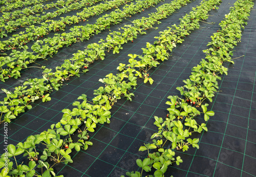 Strawberry plants