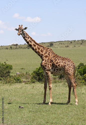 Giraffe in Afika