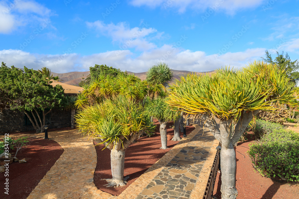 Tropical gardens of Antigua village, Fuerteventura island