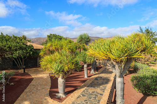 Tropical gardens of Antigua village  Fuerteventura island