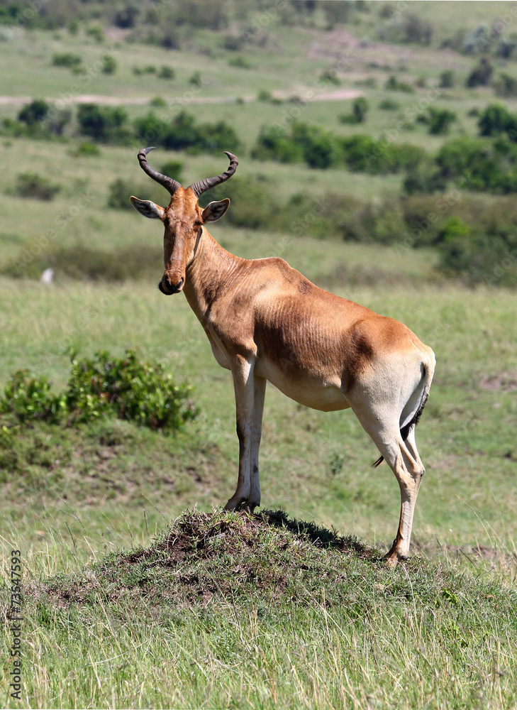 Fototapeta premium Antilope auf einem Hügel