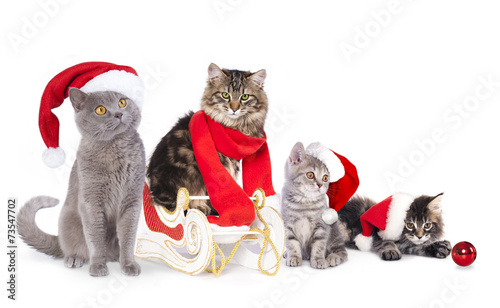 Fototapeta Naklejka Na Ścianę i Meble -  cat  a santa hat