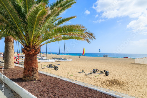 Palm trees on a beach in Morro Jable, Fuerteventura island photo