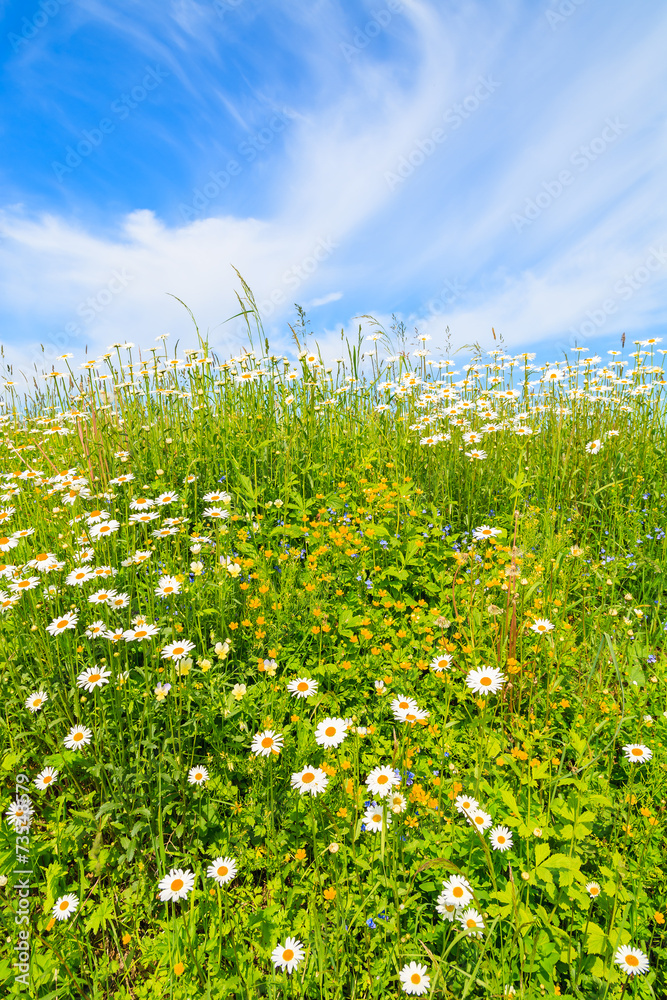Flowers on green meadow in summer, Tatry Mountains, Poland Flowers on green meadow in summer, Tatry Mountains, Poland