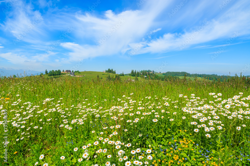 Flowers on green meadow in summer, Tatry Mountains, Poland Flowers on green meadow in summer, Tatry Mountains, Poland